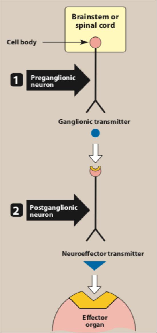 Location of Ganglia Both the PANS and SANS have relay station (ganglia) between the CNS and the end organ, but the somatic system does not; The ANS, carries nerve impulses by: a preganglionic fiber