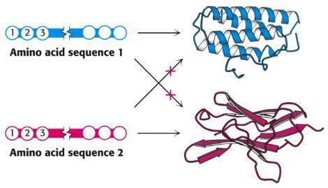 Characteristics of biological molecules All macromolecules have a Sense or Directionality DNA : -ATC- -CTA-