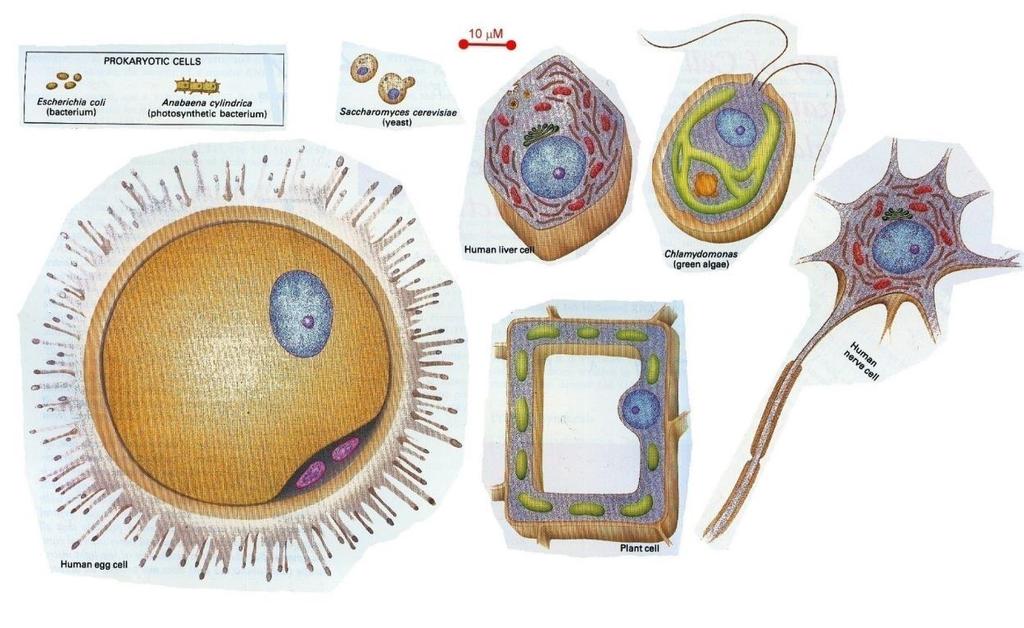 Sizes and Shapes of Cells Notice: Cells in the figure is