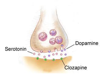 Atypical Antipsychotic Clozapine (Clozaril) blocks receptors for