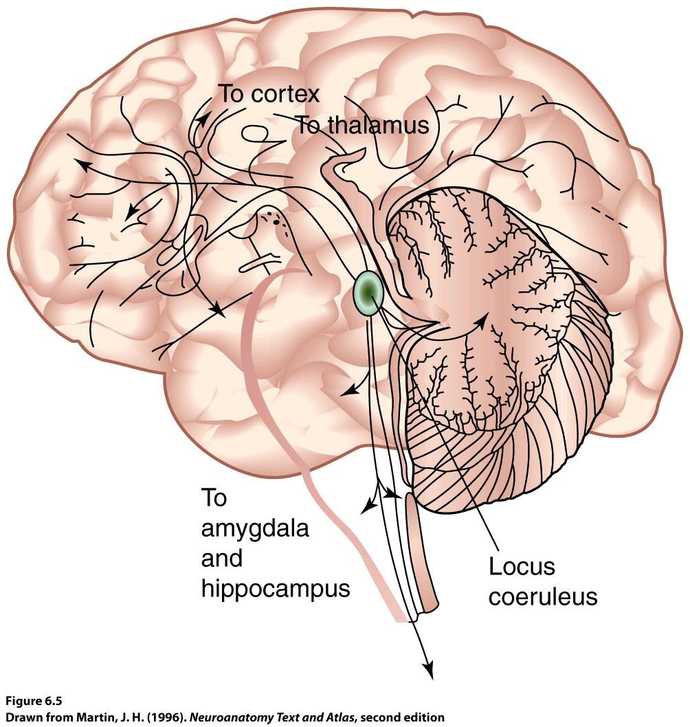 Etiology of Panic Neurobiological factors Locus coeruleus