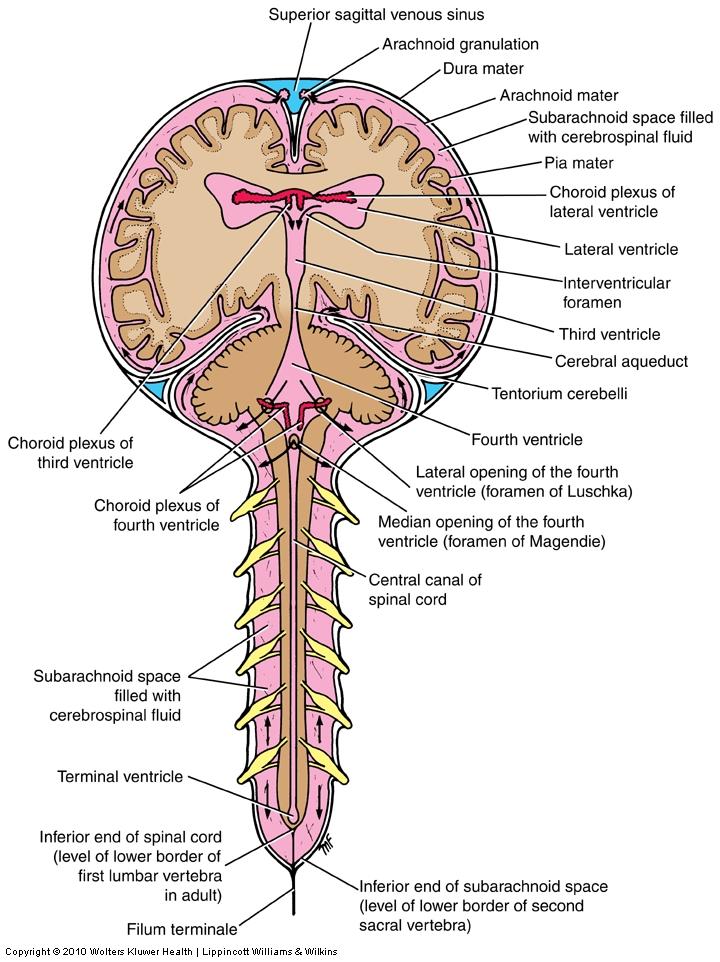 Ventricular System Lateral ventricles Interventricular foramina Third