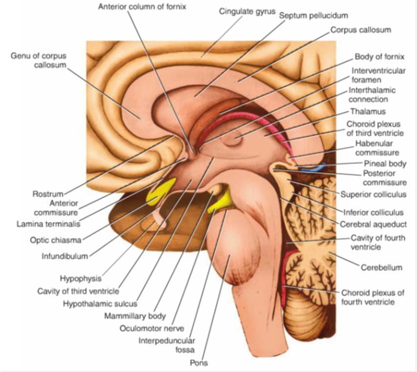 Third Ventricles Shape Interventricular foramen (foramina of Monro) Cerebral aqueduct