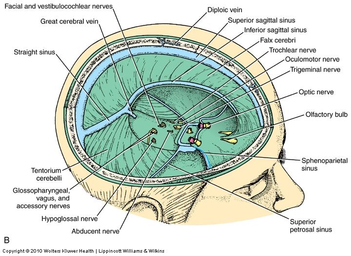 Tentorium cerebelli Shape, Attachments & Sinuses Tentorial notch Falx