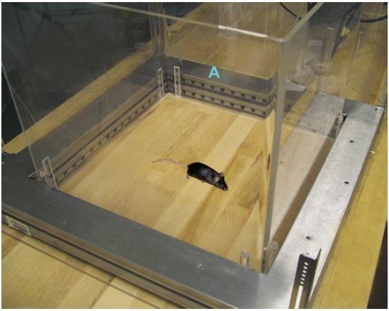 Open Field Laser beam detection of mouse movements in x, y and z Assessment of activity