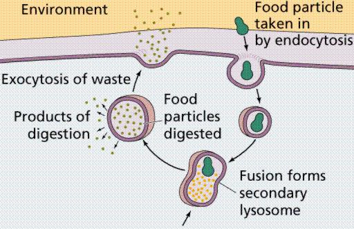 Endocytosis and Exocytosis is the mechanism by which very large molecules (such as food and wastes) get into