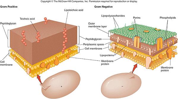 do not contain cellulose Cell membranes and cell walls are porous