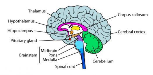 Our brain is the most complex organ in a vertebrates body 2, it controls most activities of the body such as integrating, processing, and coordinating information given.