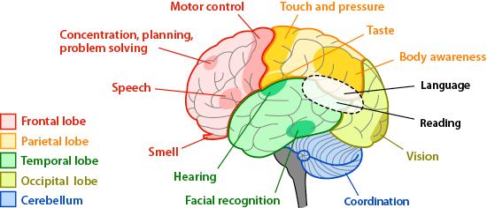 How the Brain Works Our brain uses electrical and chemical processes to take in, organize, interpret, store, and use information. 3 We have neurons that are, miny decision making devices 4.