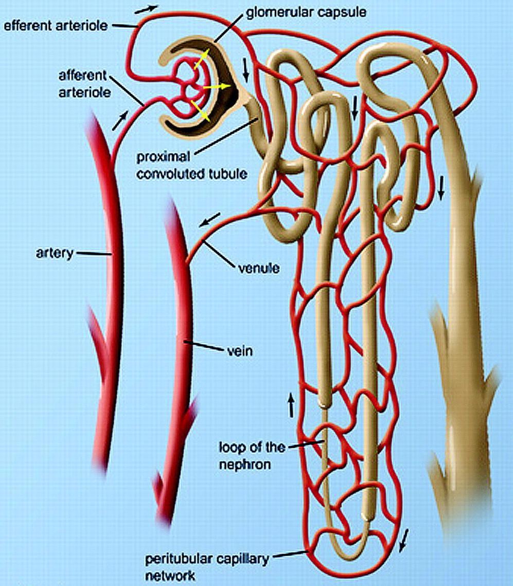 The microvasculature of the nephron.