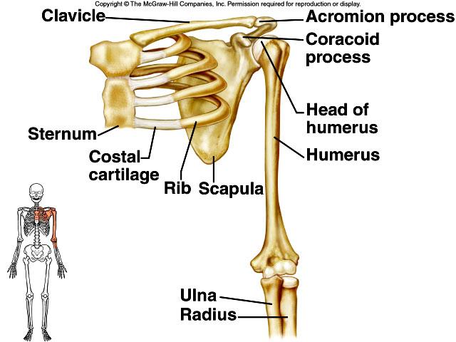 X. Appendicular Skeleton A. Pectoral Girdle: allows flexibility/ movement of arms. 1. Clavicle: Collar bone 2. Scapula: Shoulder blade B.