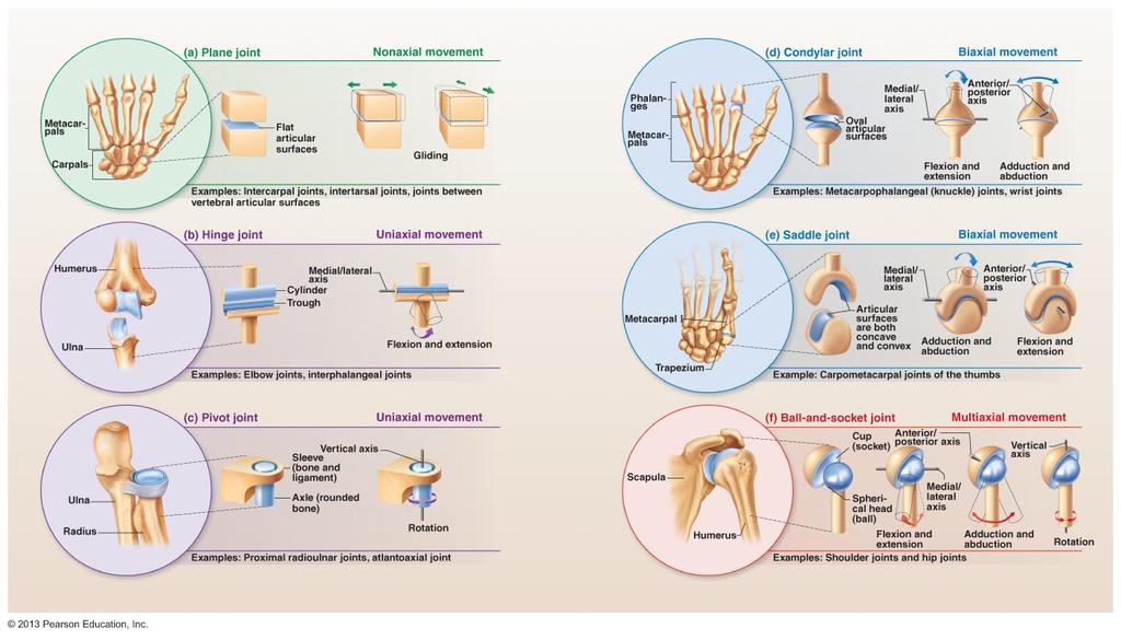 Joints articulations 3. Synovial > Bone ends separated by joint cavity > Contains synovial fluid > Features.