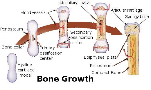Endochondral Ossification Steps a. formation of a bone collar b. cavitation of the hyaline cartilage c. the cavities are invaded with blood vessels, red marrow, osteoblasts, osteoclasts.