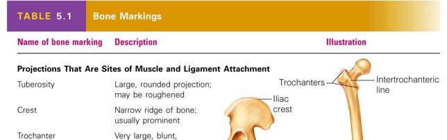 Bone Markings Surface features of bones Sites of attachments for