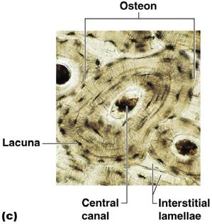 canals Radiate from the central canal to lacunae