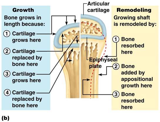 Bone Growth (Ossification) Bones are remodeled and lengthened until growth stops Bones are remodeled in response to two factors Blood calcium