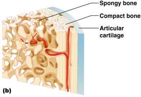 Functions of Bones Support the body Protect soft organs Allow movement due to
