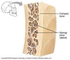 Human Body The adult skeleton has 206 bones Two basic types of bone tissue Compact