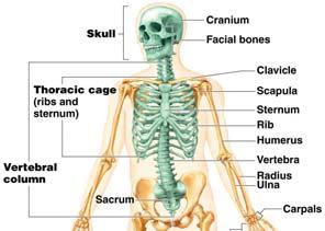 The Axial Skeleton Figure 5.