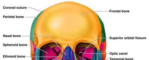 Human Skull, Anterior View Figure 5.