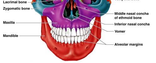 surrounding the nasal cavity Functions of