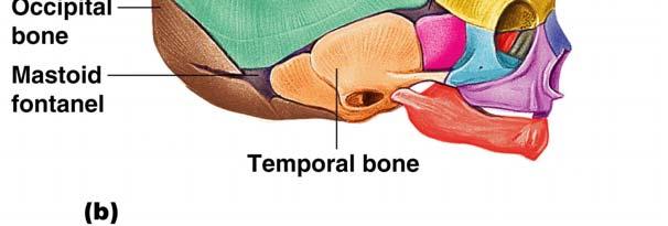 There are 24 single vertebral bones separated by intervertebral discs Seven