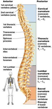 The Vertebral Column Nine vertebrae fuse to form two