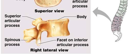 vertebrae Coccyx Formed from the fusion of three to five