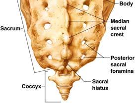 organs Consists of three parts Sternum Ribs True ribs