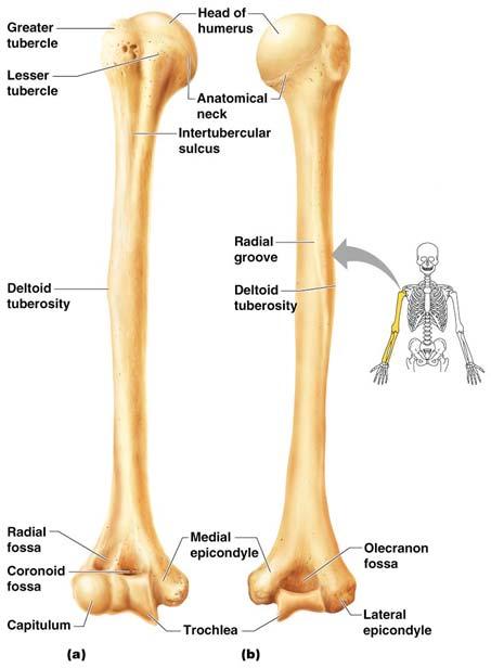Bones of the Upper Limbs Humerus Forms the arm