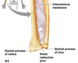 position Radius Lateral bone in anatomical