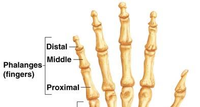 Bones of the Upper Limbs The