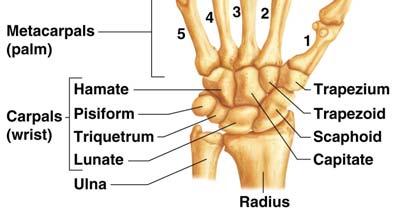 palm Phalanges fingers Bones