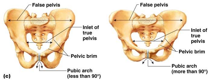 Gender Differences of the Pelvis The female inlet is larger and more circular The female pelvis as a whole is shallower, and the bones are lighter and thinner The female ilia flare more laterally The