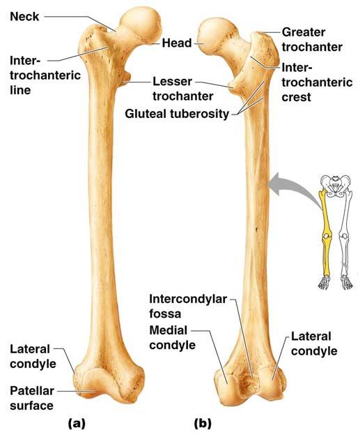 Bones of the Lower Limbs The thigh has one bone Femur The heaviest,