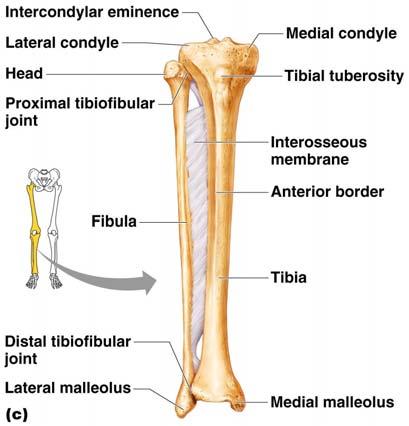 Bones of the Lower Limbs The lower leg has two bones Tibia Shinbone Larger and
