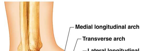 Arches of the Foot Bones of the