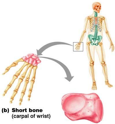 Classification of Bones Figure 5.