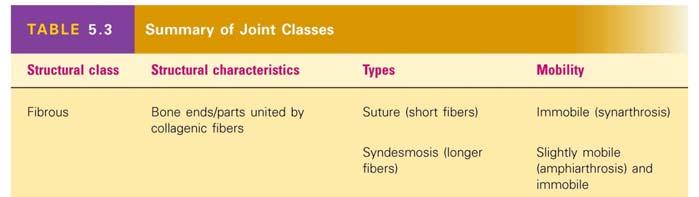 Structural Classification of Joints Fibrous joints