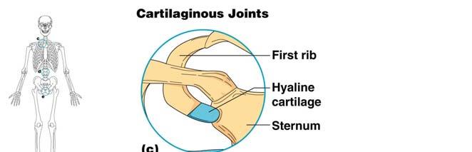 Cartilaginous Joints Bones