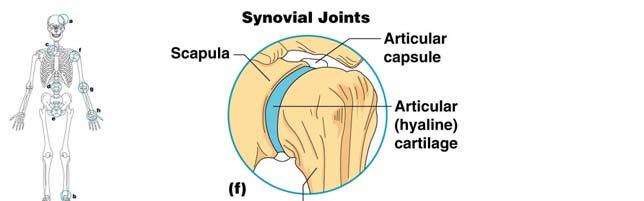 Synovial Joints Articulating bones