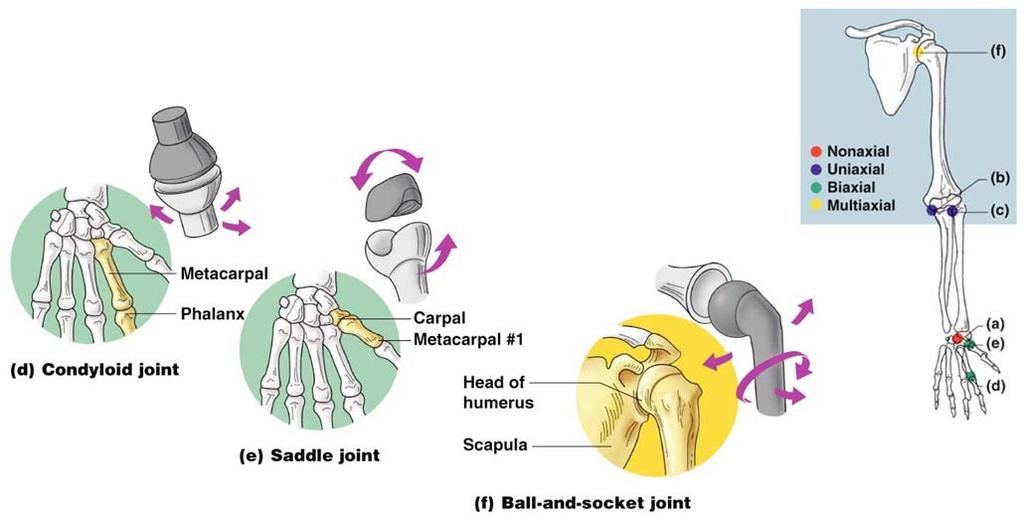 Types of Synovial Joints Figure 5.