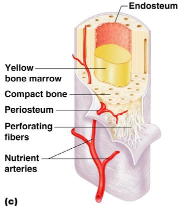 Anatomy of a Long Bone Figure 5.