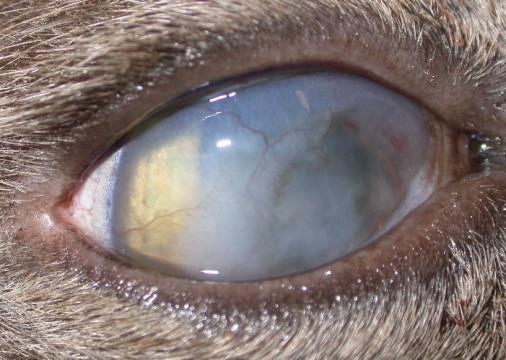 Animal Pathologic Conditions Molly: 12 year old cat with a non-healing corneal defect Post traumatic corneal stromal ulcers (real world dogs and cats) A
