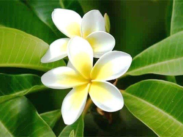 5. Plumeria, Champa Grind fragrant yellow flowers and apply it on the skin infected with leprosy. A few drops of this flower kill the germs existing in the blood.