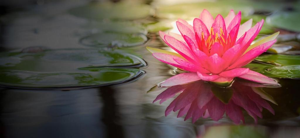 6 Lotus, Kamal In hindu mythology, there is a strong link between the lotus and Goddess Lakshmi which signifies wealth and richness. The lotus symbolizes growth in nature.