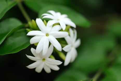 7. Jasmine Flower, Chameli This flower owns a very good aroma and grows particularly in the summer season. Embellish the house with Jasmine flowers.