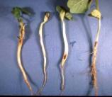 Fusarium Rhizoctonia Distribution Seed-born Almost all soils Many