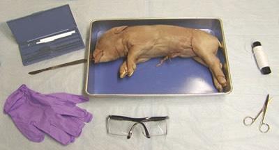 Fetal Pig Dissection The fetal pig is a mammal like us so it has many structures that are similar to ours.