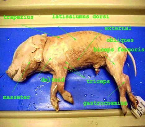 Remove the skin (very carefully) from your pig